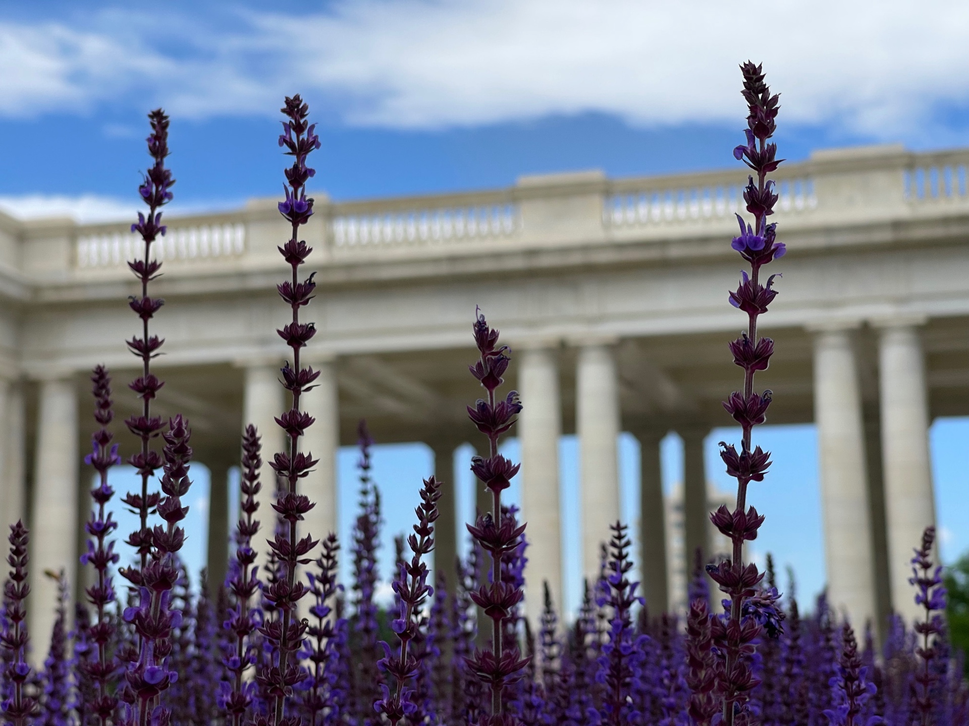 Lavender in bloom in front of a civic colonnade